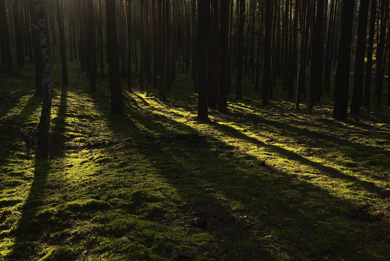 Sonnenlicht fällt durch einen dichten, grünen Wald – Symbol für Natur, Reinheit und Nachhaltigkeit.