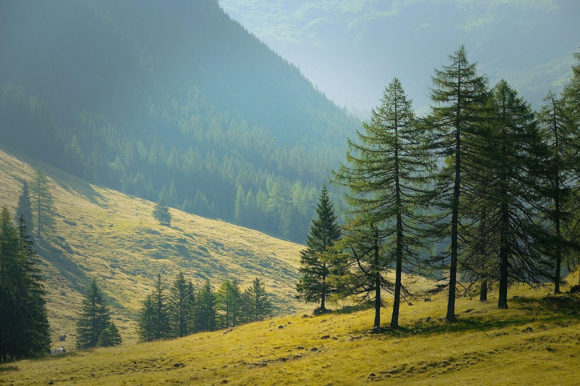 Sonniger Waldhang mit Berglandschaft und Nadelbäumen im Sommer